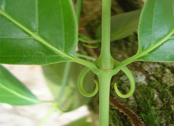 Cats Claw. GNU Free Documentation License. Author: Vangeliq Petrova. https://commons.wikimedia.org/wiki/File:Uncaria_tomentosa.png