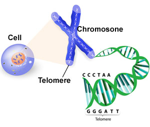 Telomere